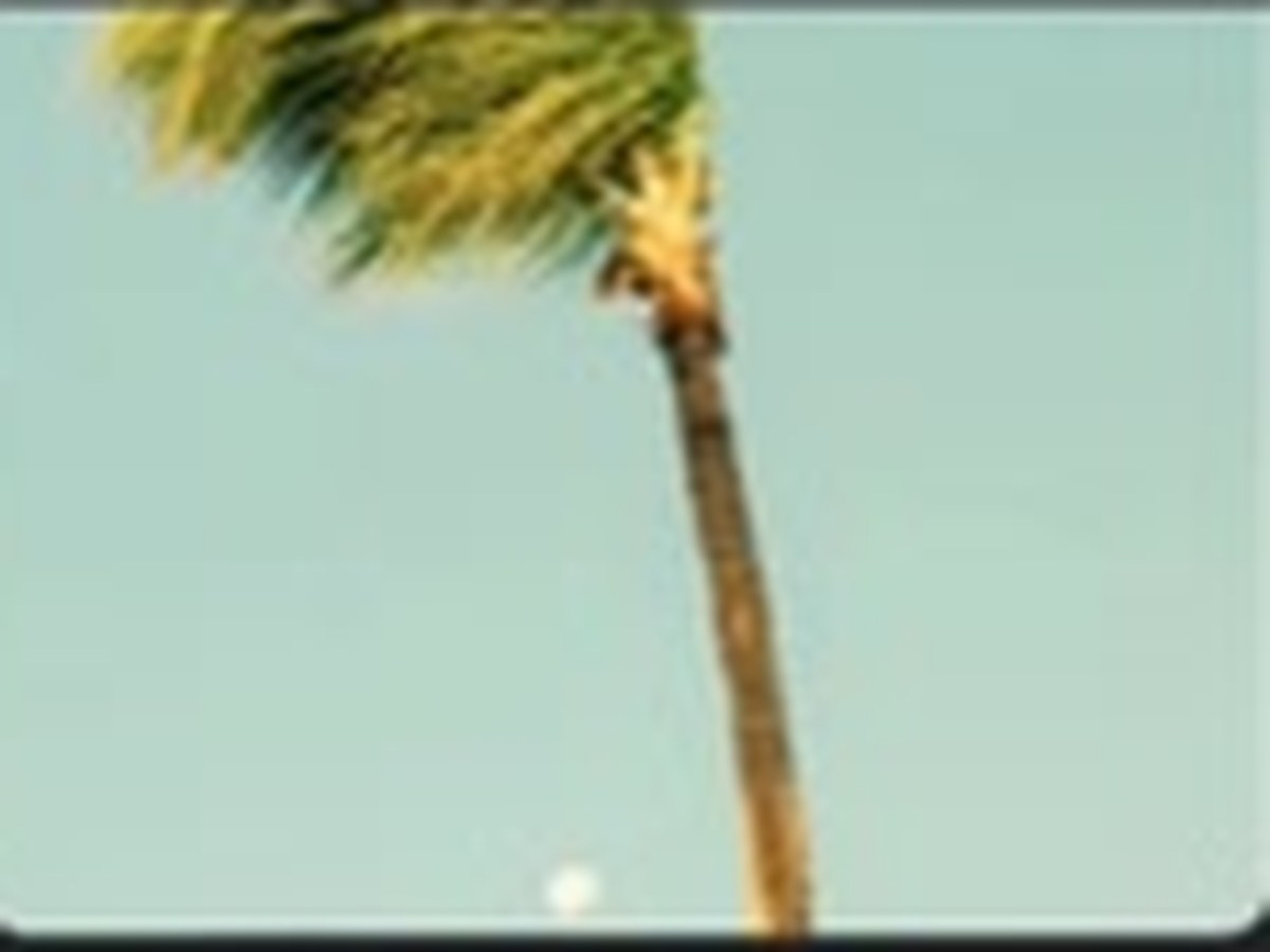 Palmera