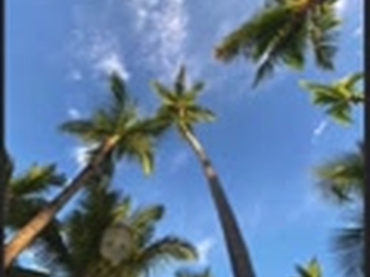 Palmeras